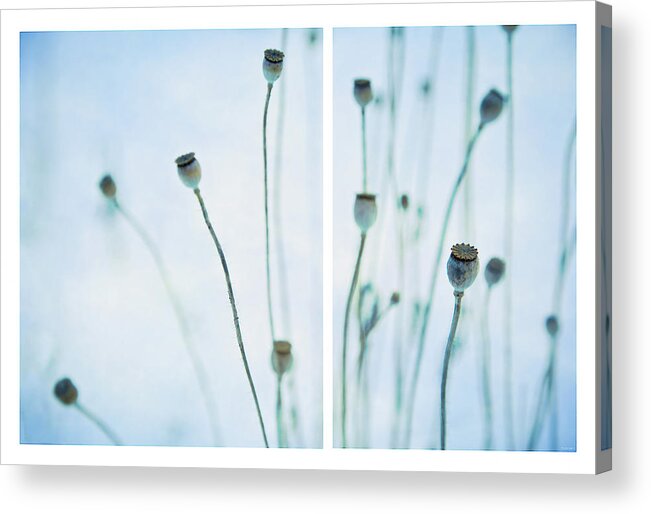 Seeds Acrylic Print featuring the photograph Poppy Seed Pods by Theresa Tahara