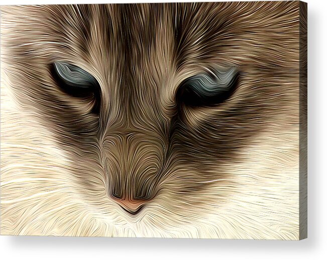 Cat Acrylic Print featuring the photograph Portrait of a Cat by Jim Painter