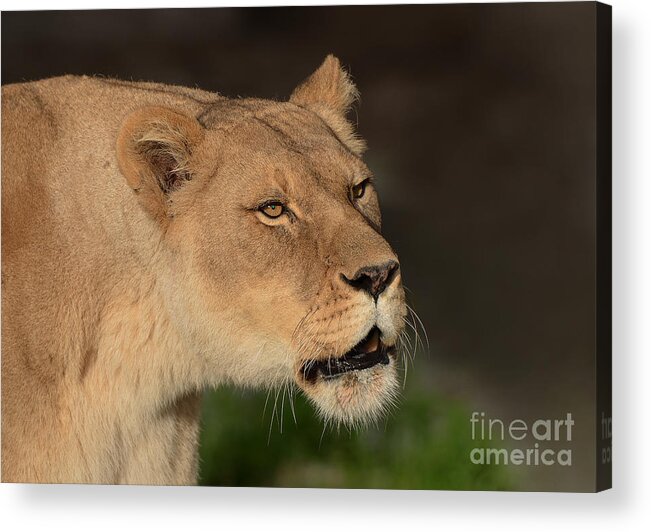 Lion Acrylic Print featuring the photograph Portrait of a Lioness by Jim Fitzpatrick