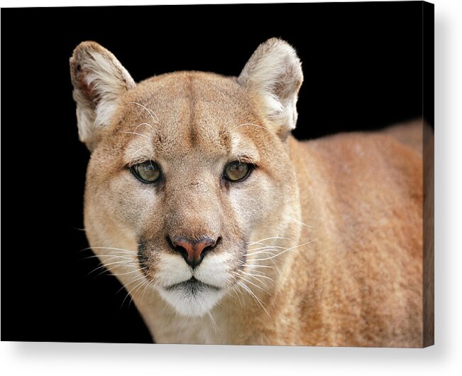 Big Cat Acrylic Print featuring the photograph Portrait Of A Puma Looking Beyond The by Freder