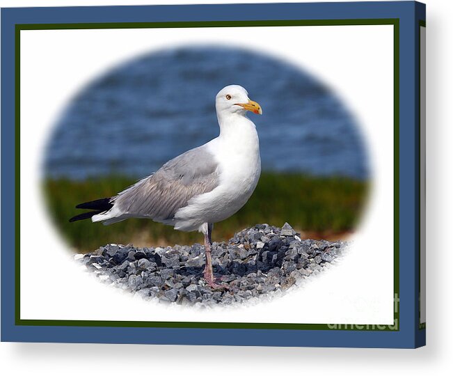 Seagulls Acrylic Print featuring the photograph Portrait Pose by Geoff Crego