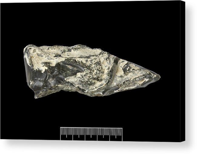 Specimen Acrylic Print featuring the photograph Prehistoric Flint Hand-axe by Natural History Museum, London/science Photo Library
