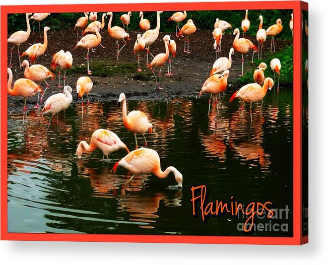 Phoenicopteridae Birds Acrylic Print featuring the photograph Pretty Flamingos by Joan-Violet Stretch