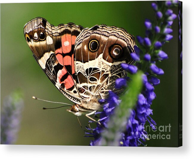 Butterflies Acrylic Print featuring the photograph Pretty Painted Lady by Kathy Baccari