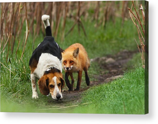 Animals Acrylic Print featuring the photograph Probably the World's Worst Hunting Dog by Mircea Costina Photography