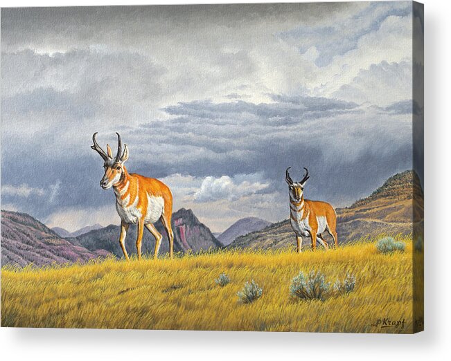 Wildlife Acrylic Print featuring the painting Pronghorn-Coming over the Rise by Paul Krapf