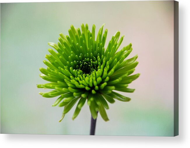 Flower Acrylic Print featuring the digital art Pure Green by Linda Segerson