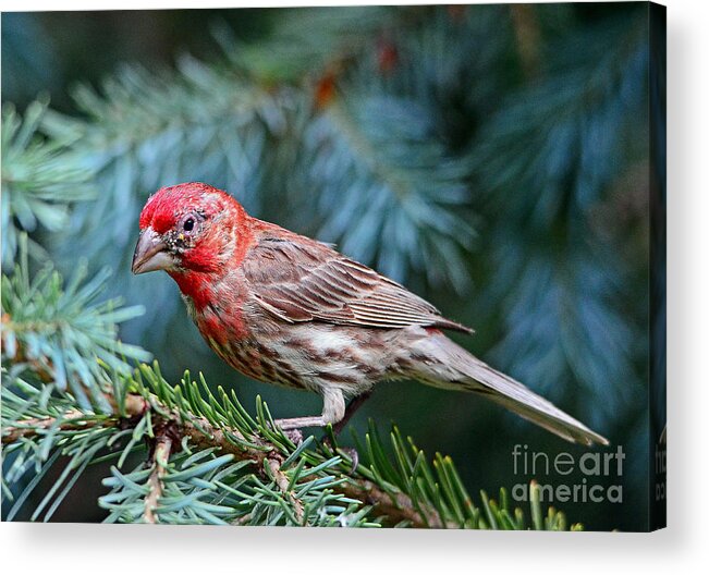 Bird Acrylic Print featuring the photograph Purple Finch in a Spruce Tree by Rodney Campbell