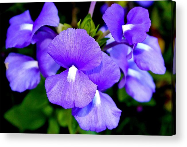 Flowers Acrylic Print featuring the photograph Purple Flowers by Craig Watanabe