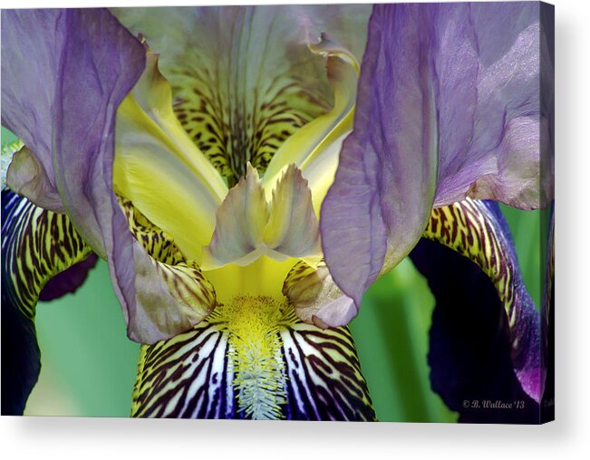 2d Acrylic Print featuring the photograph Purple Iris by Brian Wallace