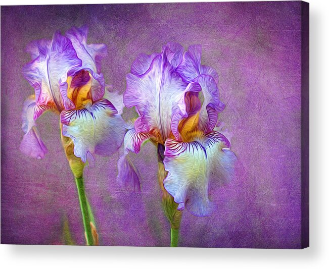 Iris Acrylic Print featuring the photograph Purple Iris by Lena Auxier
