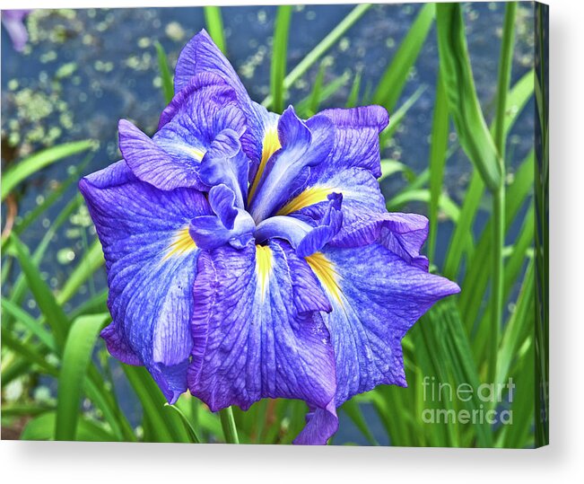 Swan Lake Acrylic Print featuring the photograph Purple Iris by Mike Covington