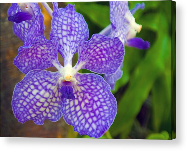 Orchid Acrylic Print featuring the photograph Purple Orchid by Matthew Bamberg
