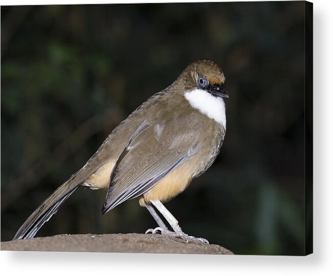 Aviary Acrylic Print featuring the photograph Quailfinch by Gerald Murray Photography