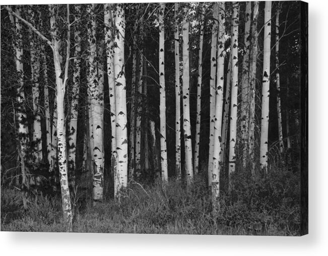 Quaking Aspen Acrylic Print featuring the photograph Quaking Aspen Stand by Eric Tressler