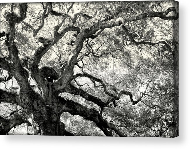 Abstract Trees Acrylic Print featuring the photograph REACHING for HEAVEN by Karen Wiles
