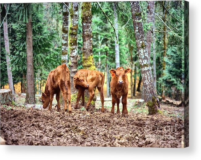  Acrylic Print featuring the pyrography Red Angus Calves by Larry Campbell
