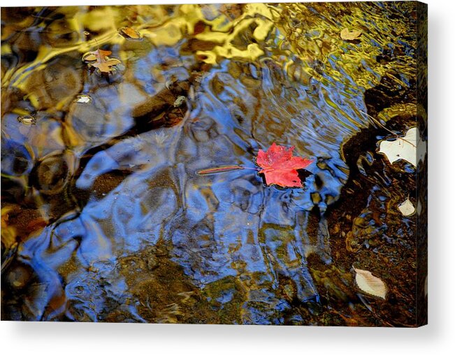 Red Acrylic Print featuring the photograph Red Blue and Gold by Frozen in Time Fine Art Photography