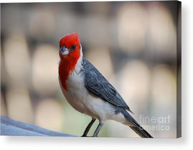 Cardinal Acrylic Print featuring the photograph Red Crested Cardinal by DejaVu Designs