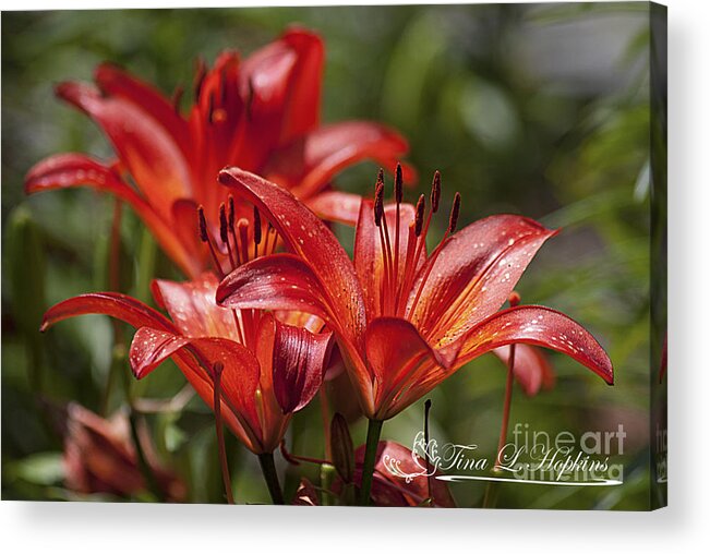 Photograph Acrylic Print featuring the photograph Red Day Lily 20120615_64a by Tina Hopkins