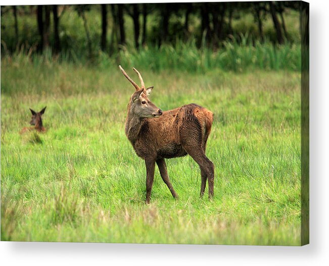 Ireland Acrylic Print featuring the photograph Red Deer Stag by Aidan Moran