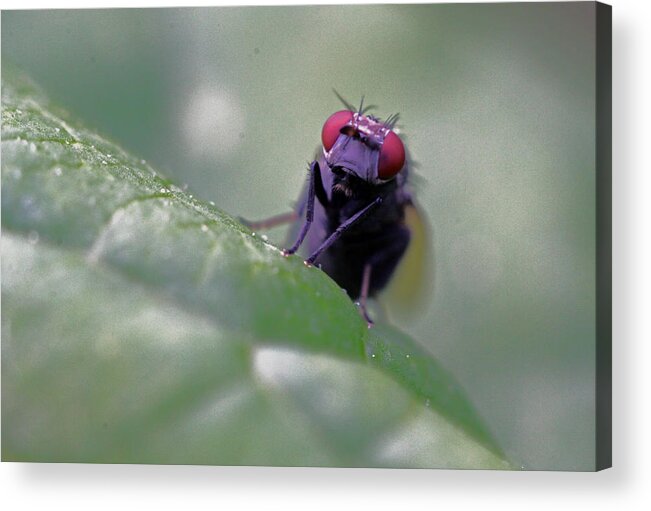 Insects Acrylic Print featuring the photograph Red Eye by Jennifer Robin