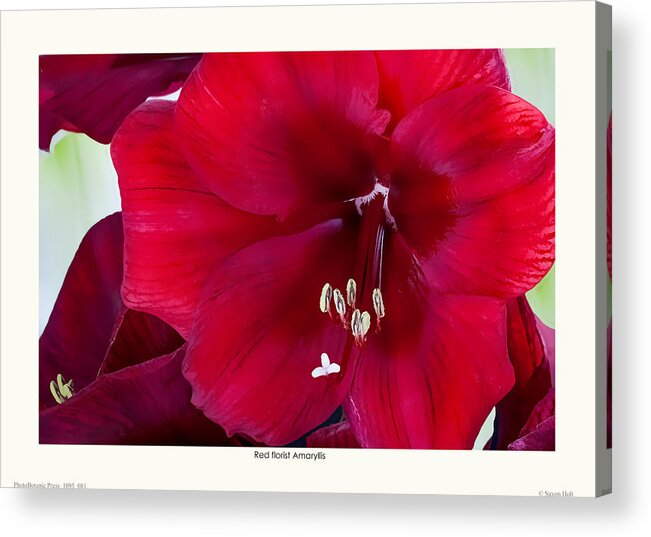 Red Flowers Acrylic Print featuring the photograph Red florist Amaryllis by Saxon Holt