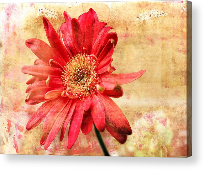 Red Gerbera Acrylic Print featuring the digital art Red Flower 2 by Helene U Taylor