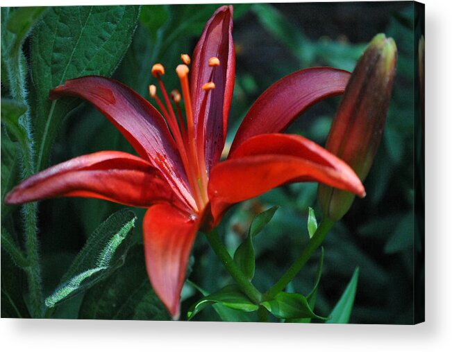 Lily Acrylic Print featuring the photograph Red Lily by Kelly Nowak