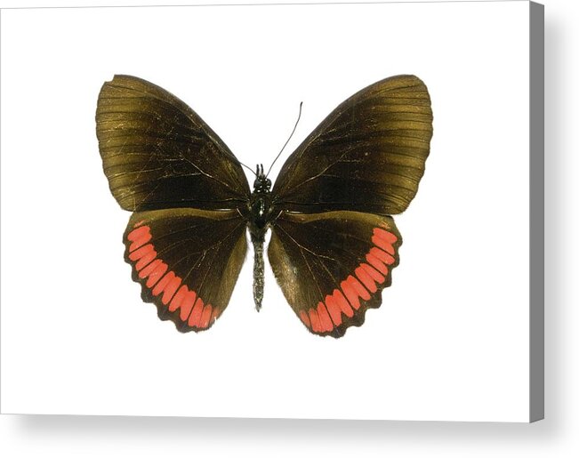 Entomology Acrylic Print featuring the photograph Red rim butterfly by Science Photo Library