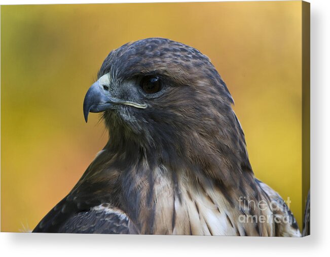 Red Tailed Hawk Acrylic Print featuring the photograph Red Tailed Hawk by John Greco