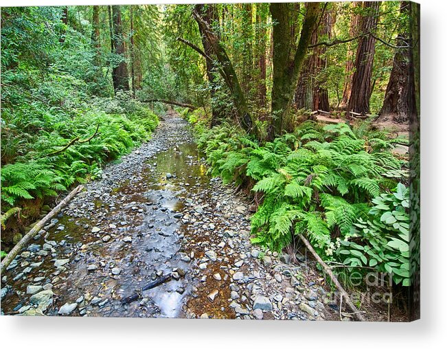 Redwood Acrylic Print featuring the photograph Redwood Forest of Muir Woods National Monument. by Jamie Pham