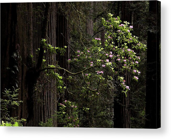 Redwoods Acrylic Print featuring the photograph Redwoods and Rhodys by Betty Depee