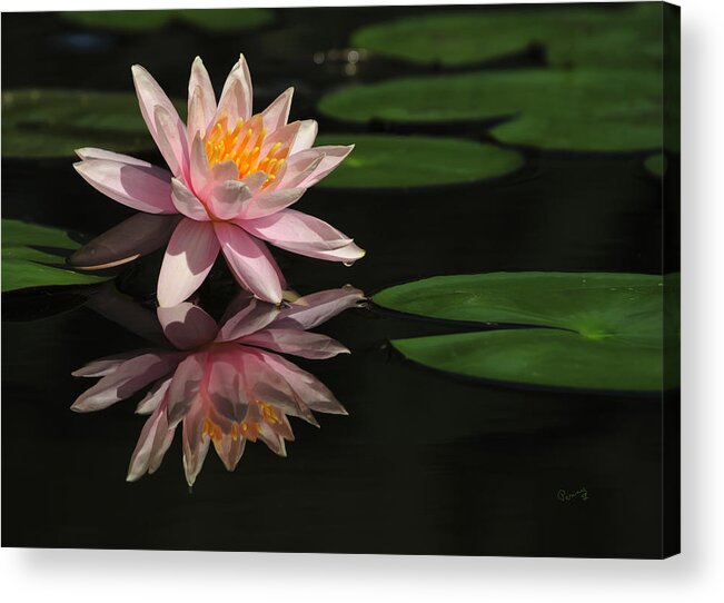 Penny Lisowski Acrylic Print featuring the photograph Reflection by Penny Lisowski