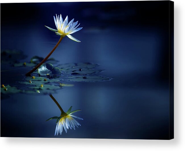 Flower Acrylic Print featuring the photograph Reflection by Takashi Suzuki