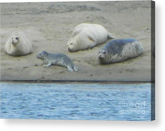 Seals Acrylic Print featuring the photograph Relaxation by Gallery Of Hope 