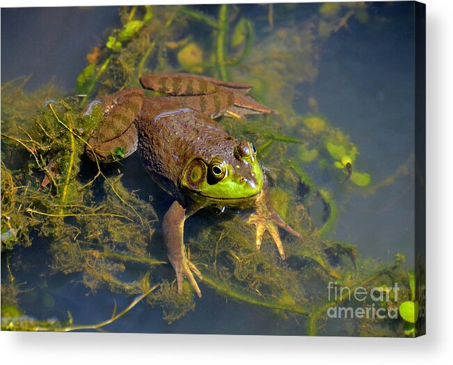 Amphibians Acrylic Print featuring the photograph Resting Bronze Frog by Kathy Baccari