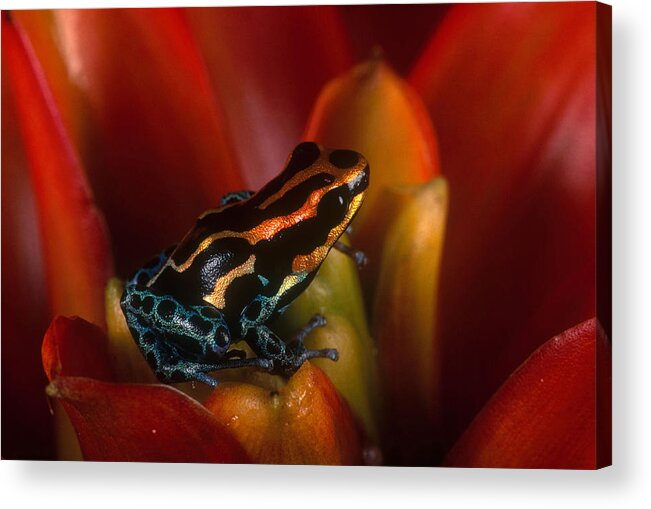 Amazon Acrylic Print featuring the photograph Reticulated Poison Frog by Steve Cooper