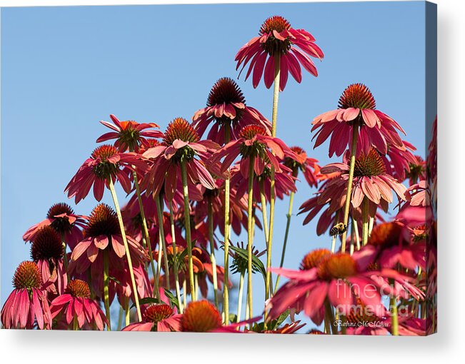 Coneflower Acrylic Print featuring the photograph Rise Above All by Barbara McMahon