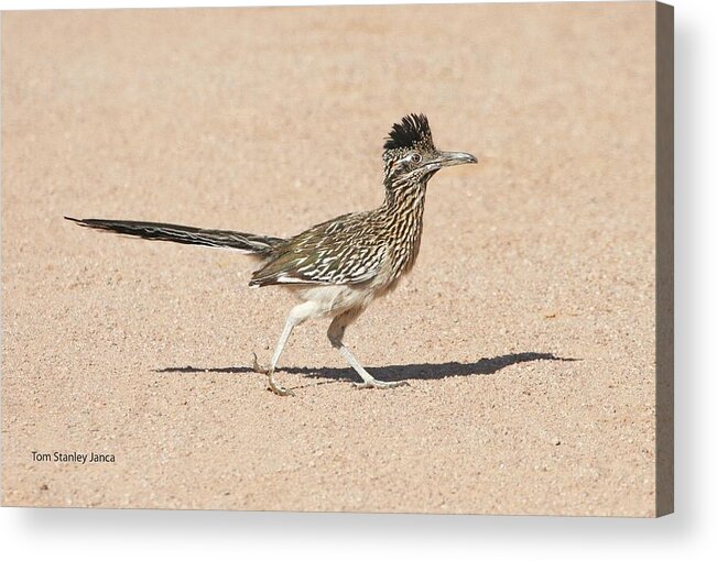 Road Runner Acrylic Print featuring the photograph Road Runner On The Road by Tom Janca