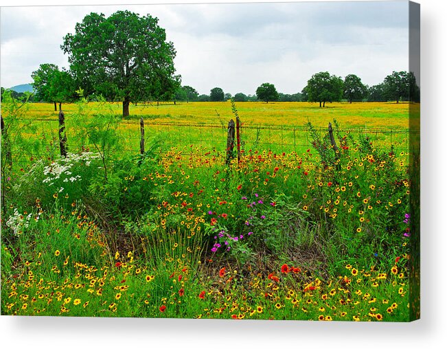 Wildflowers Acrylic Print featuring the photograph Roadside Bonanza by Lynn Bauer