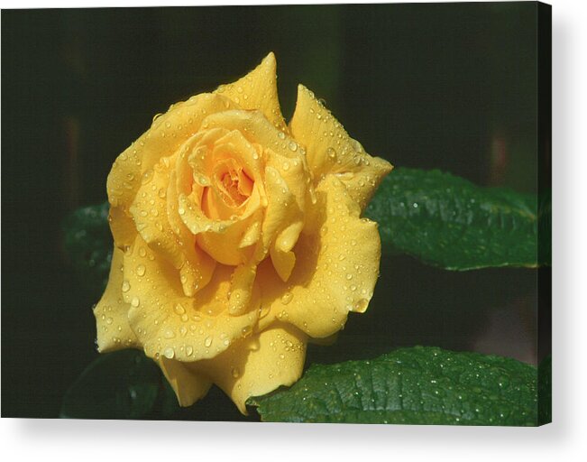 Flower Acrylic Print featuring the photograph Rose 1 by Andy Shomock