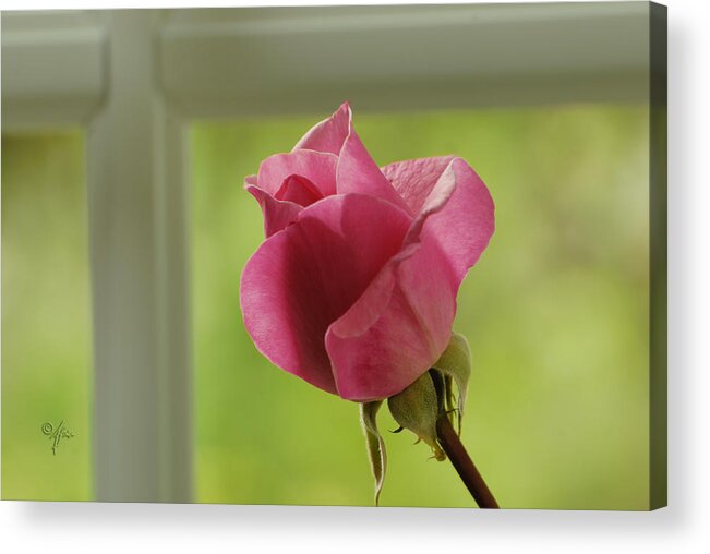 Window Acrylic Print featuring the photograph Rose Complimentary by Arthur Fix