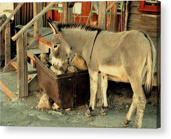 Burro Acrylic Print featuring the photograph Route 66 Ummm rock lickin by Antonia Citrino