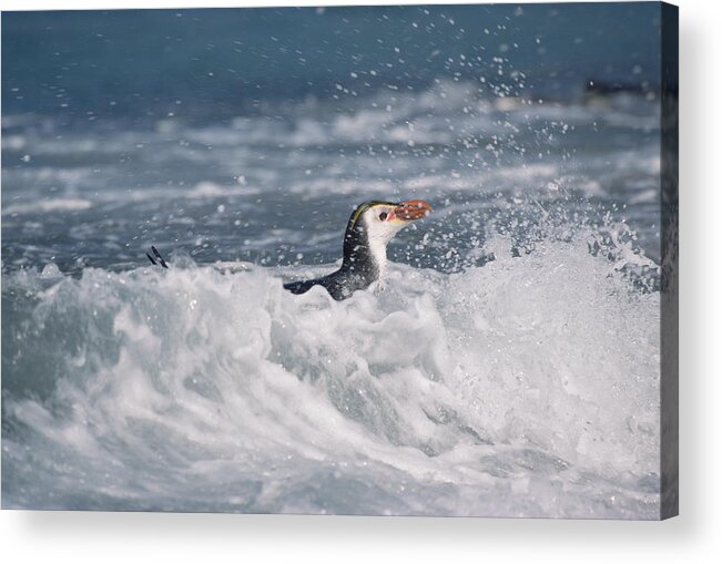 Feb0514 Acrylic Print featuring the photograph Royal Penguin Swimming In Surf by Konrad Wothe