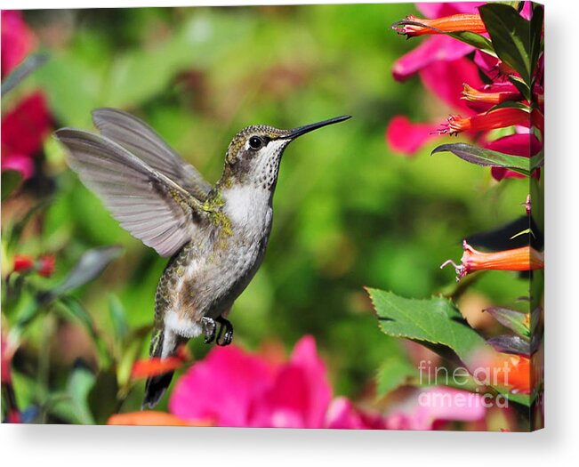 Birds Acrylic Print featuring the photograph Ruby Throated Humingbird by Kathy Baccari