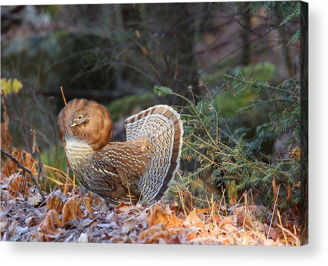 Ruffed Grouse Acrylic Print featuring the photograph Ruffed Grouse Displaying by Duane Cross