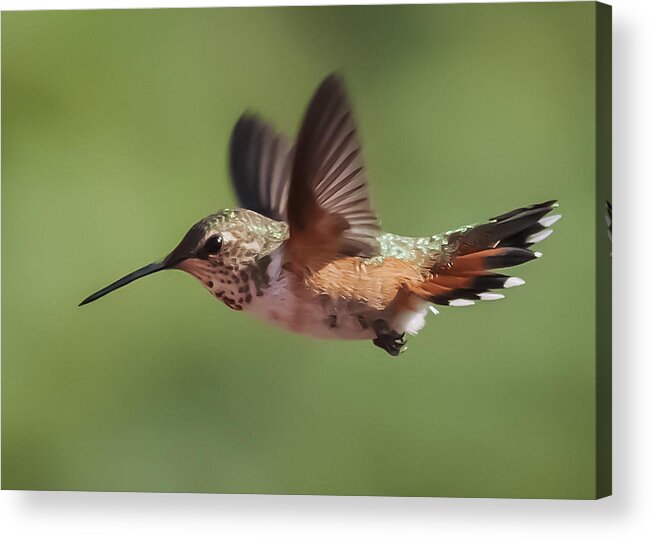 Photography Acrylic Print featuring the photograph Rufous Hummingbird by Lee Kirchhevel