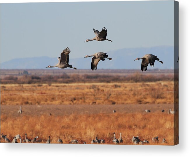 Birds Acrylic Print featuring the photograph Sandhills At Whitewater Draw by Steve Wolfe