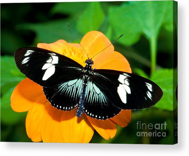 Animal Acrylic Print featuring the photograph Sara Longwing Butterfly by Millard H. Sharp
